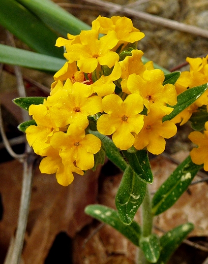 {Lithospermum canescens}